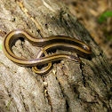 Black Striped Snake