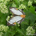 Common Mapwing
