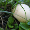 Puffball