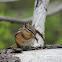 Townsend's Chipmunk