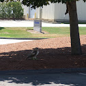 red tailed hawk and squirrel