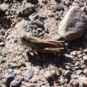 Grass hopper