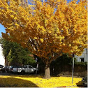 Ginko tree