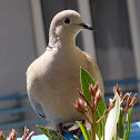 Collared Dove