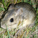 Rata Conejo - Coney Rat
