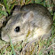 Rata Conejo - Coney Rat