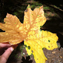 Broadleaf or Bigleaf maple