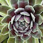 Hens & chicks