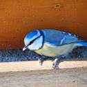 Blue tit
