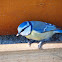 Blue tit