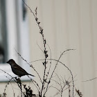 House Sparrow