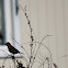 House Sparrow