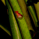 Bright tree frog
