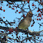 Cedar Waxwing
