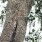 Blue winged Parakeet