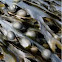 Fucus vesiculosus (Sargazo vejigoso. Bladder Wrack)