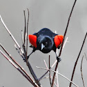 Red-winged Blackbird