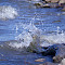 101511_7380splashingwater.jpg