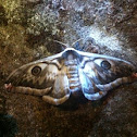 Small Emperor Moth