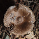 Amanite vaginée