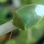 green stink bug