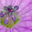 Dove's-foot Crane's-bill, Geranio de los caminos