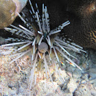 Sea Urchin