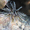 Sea Urchin