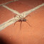 Giant House Spider