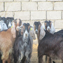 goats