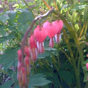 Dicentra