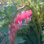 Dicentra
