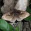 Owlet Moth