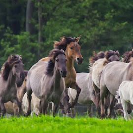 Wild Horses by Friedhelm Peters - Animals Horses