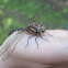 Spatterdock Darner