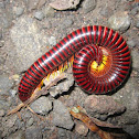 Fire Millipede
