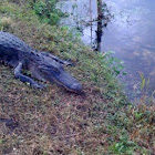 alligator
