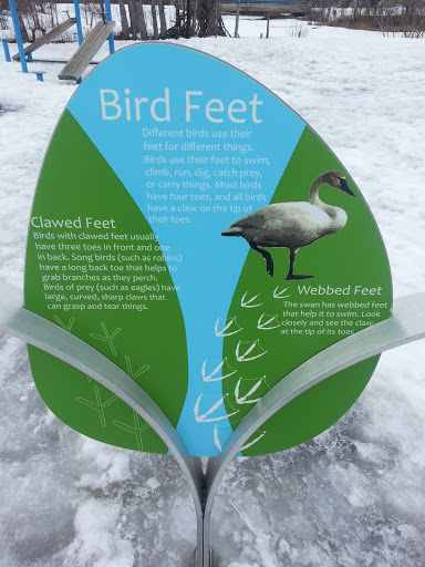 Bird Feet