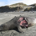 Northern Elephant Seal