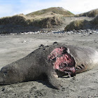 Northern Elephant Seal
