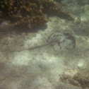 Southern Stingray