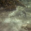 Southern Stingray