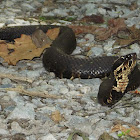 Western Cottonmouth
