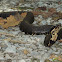 Western Cottonmouth
