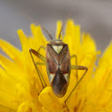Bug lygus. Chinche