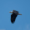 American Bald Eagle (Mature)