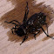 Dragonfly nymph