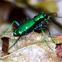 Six-Spotted Tiger Beetle