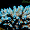 Acropora coral