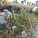 Salicornia (sp?)